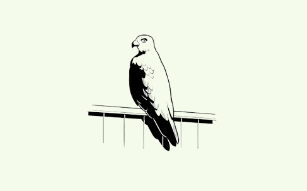 Excerpts From Mcsweeney S Quarterly After The Birds Mcsweeney S