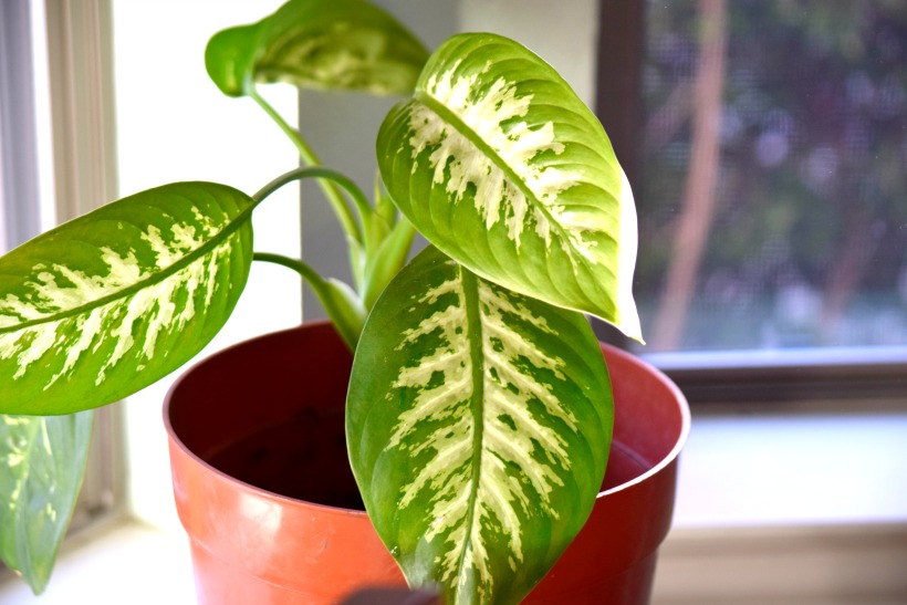 it s official i ve decided to become a plant parent mcsweeney s